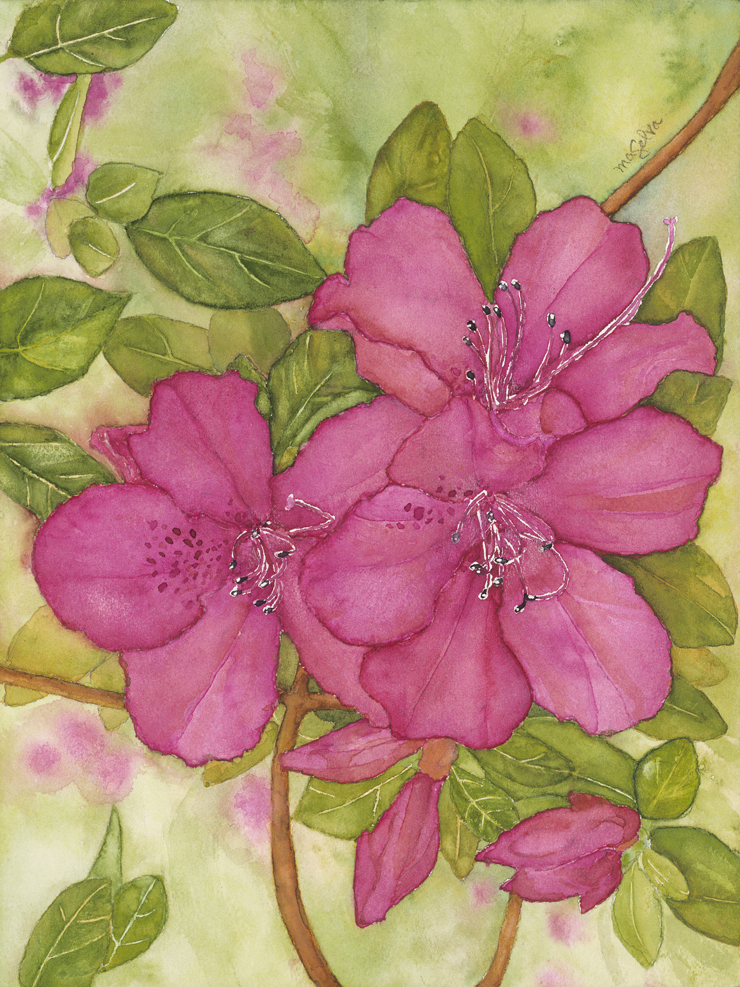 Formosa Azalea